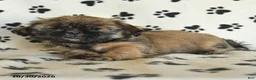 Shih Tzu dogs for sale: Polly - Ad 3