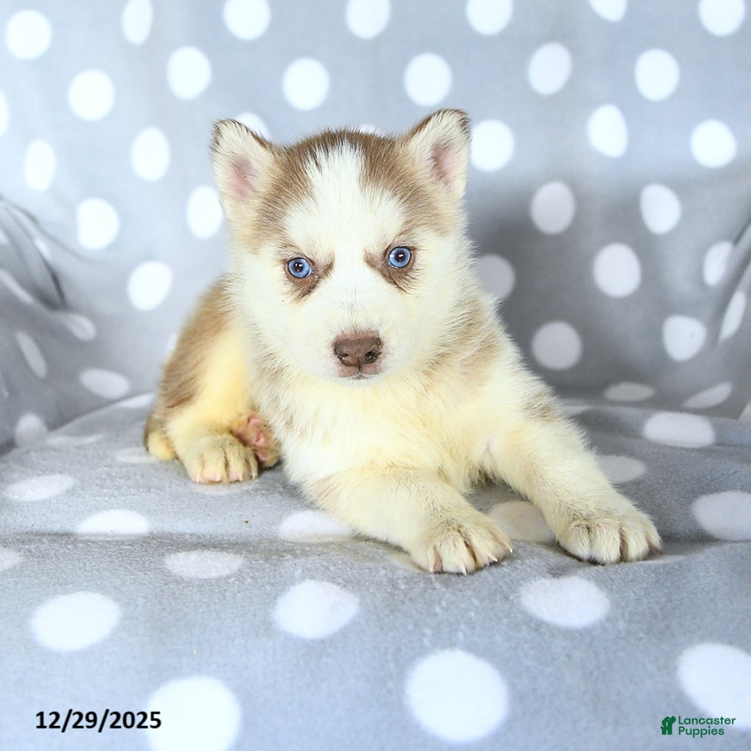 Siberian Husky dogs for sale: Remy - Ad 3