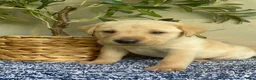 Labrador Retriever dogs for sale: Green - Ad 1