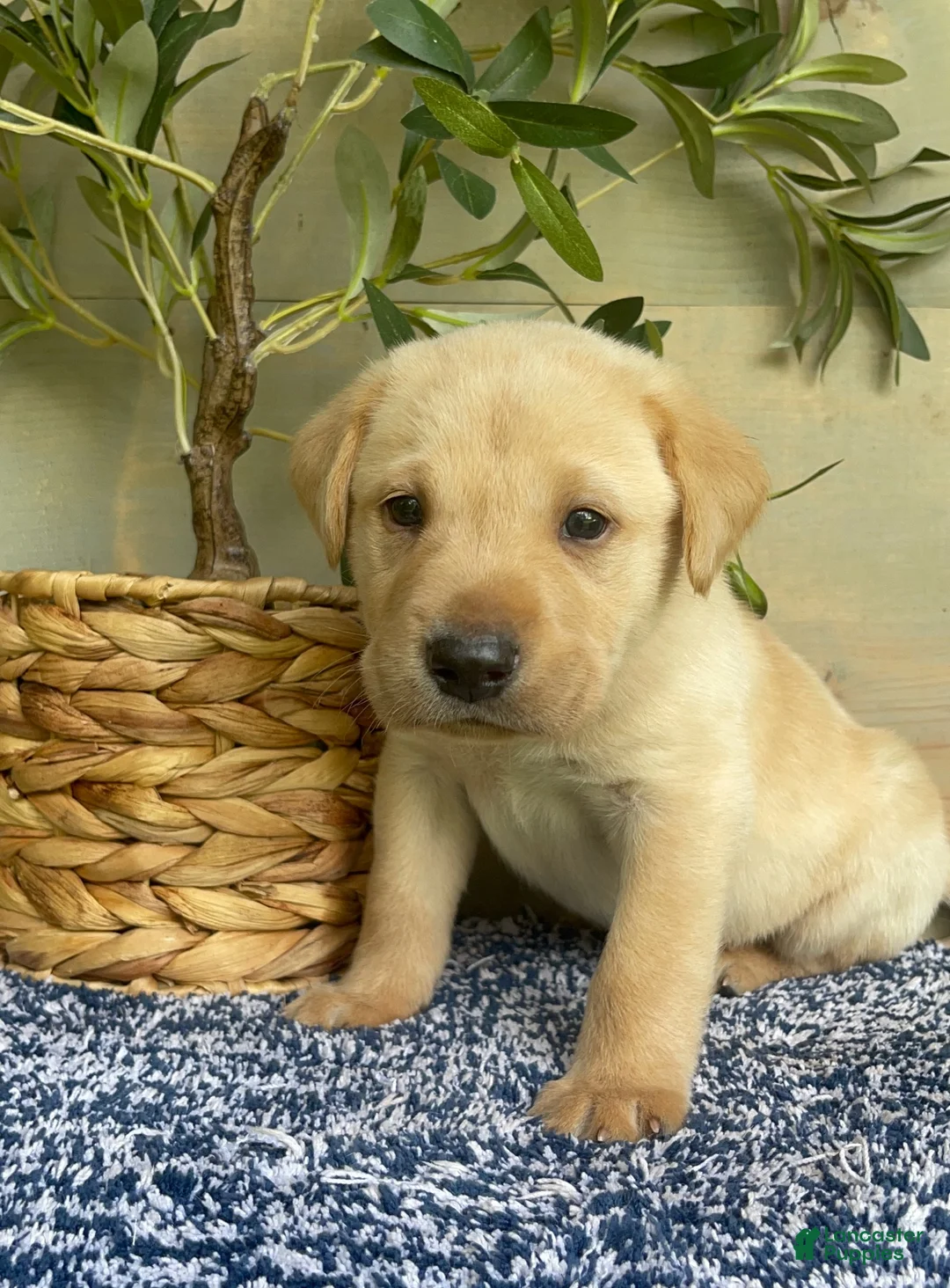 Labrador Retriever dogs for sale: Green - Ad 1
