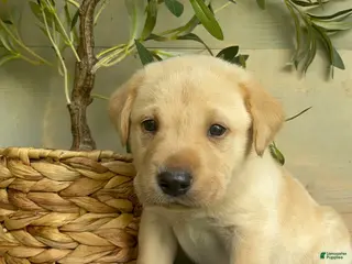 Labrador Retriever dogs for sale: Green - Ad 3