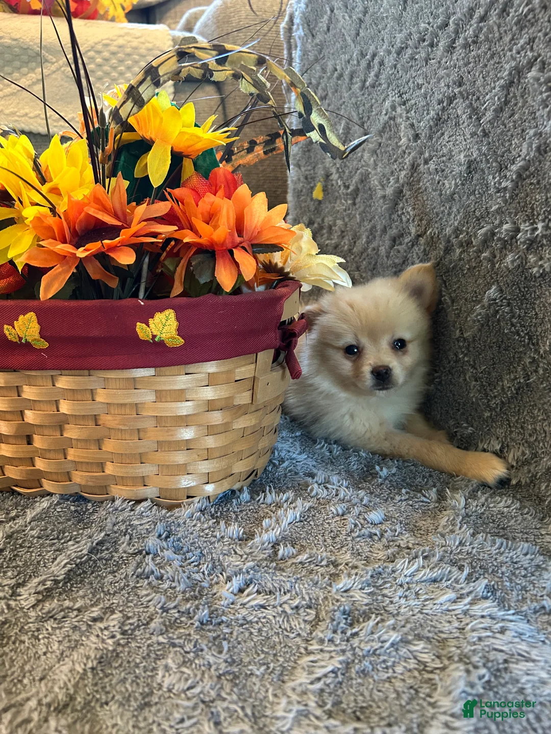 Pomeranian dogs for sale: Chris - Ad 4