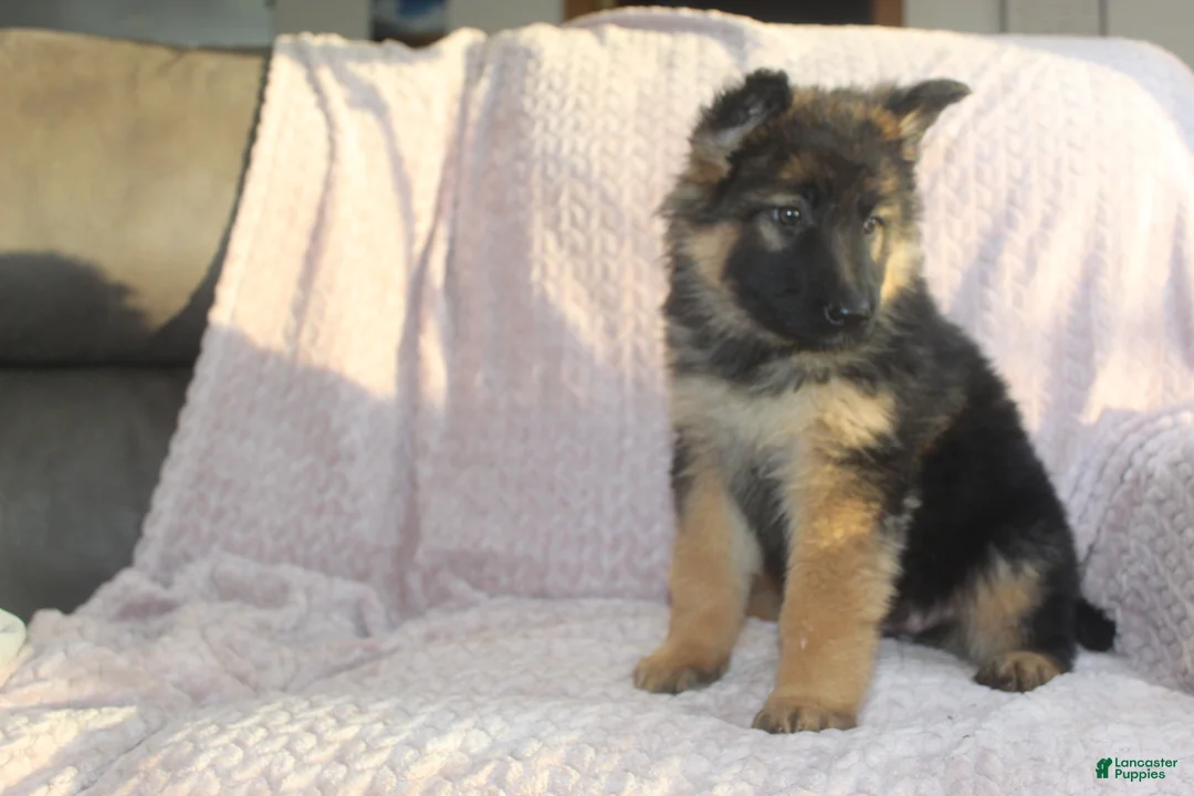 German Shepherd dogs for sale: Baily - Ad 1