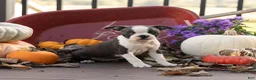 Boston Terrier dogs for sale: Jillian Boston Terrier  - Ad 2