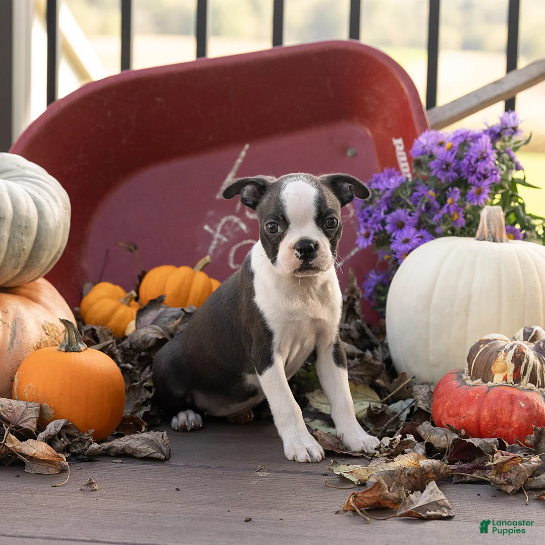 Boston Terrier dogs for sale: Jillian Boston Terrier  - Ad 2