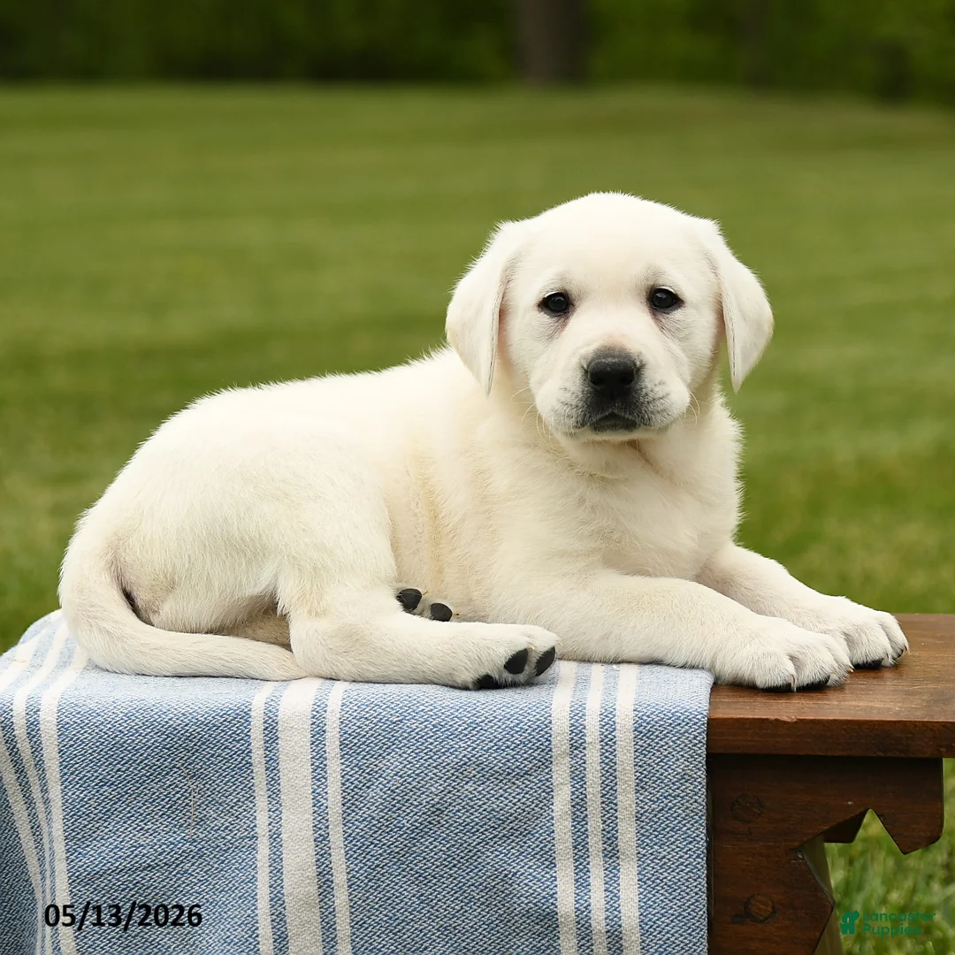 Labrador Retriever dogs for sale: Shavonne - Ad 2