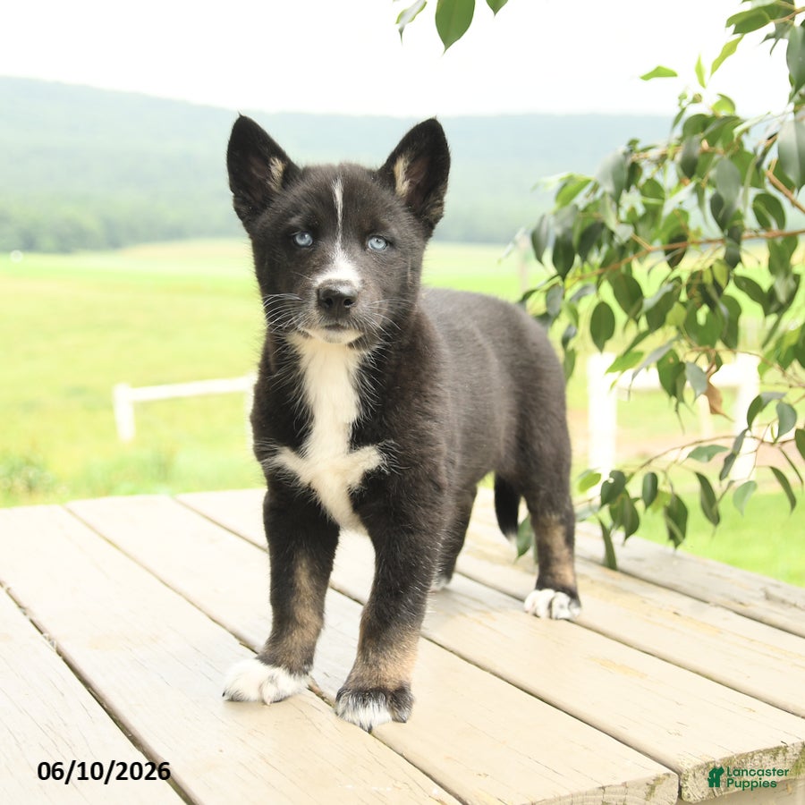 Gerberian Shepsky dogs Frisky - Ad 2