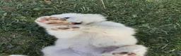 Great Pyrenees dogs for sale: Quincy - Ad 4