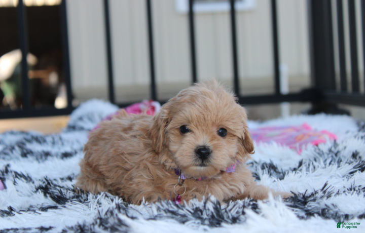 Maltipoo dogs for sale: Kira - Ad 2