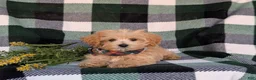 Maltipoo dogs for sale: Clifton 8 lbs Full Grown - Ad 7