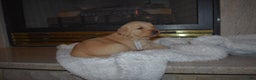 Golden Retriever dogs for sale: Macy - Ad 4