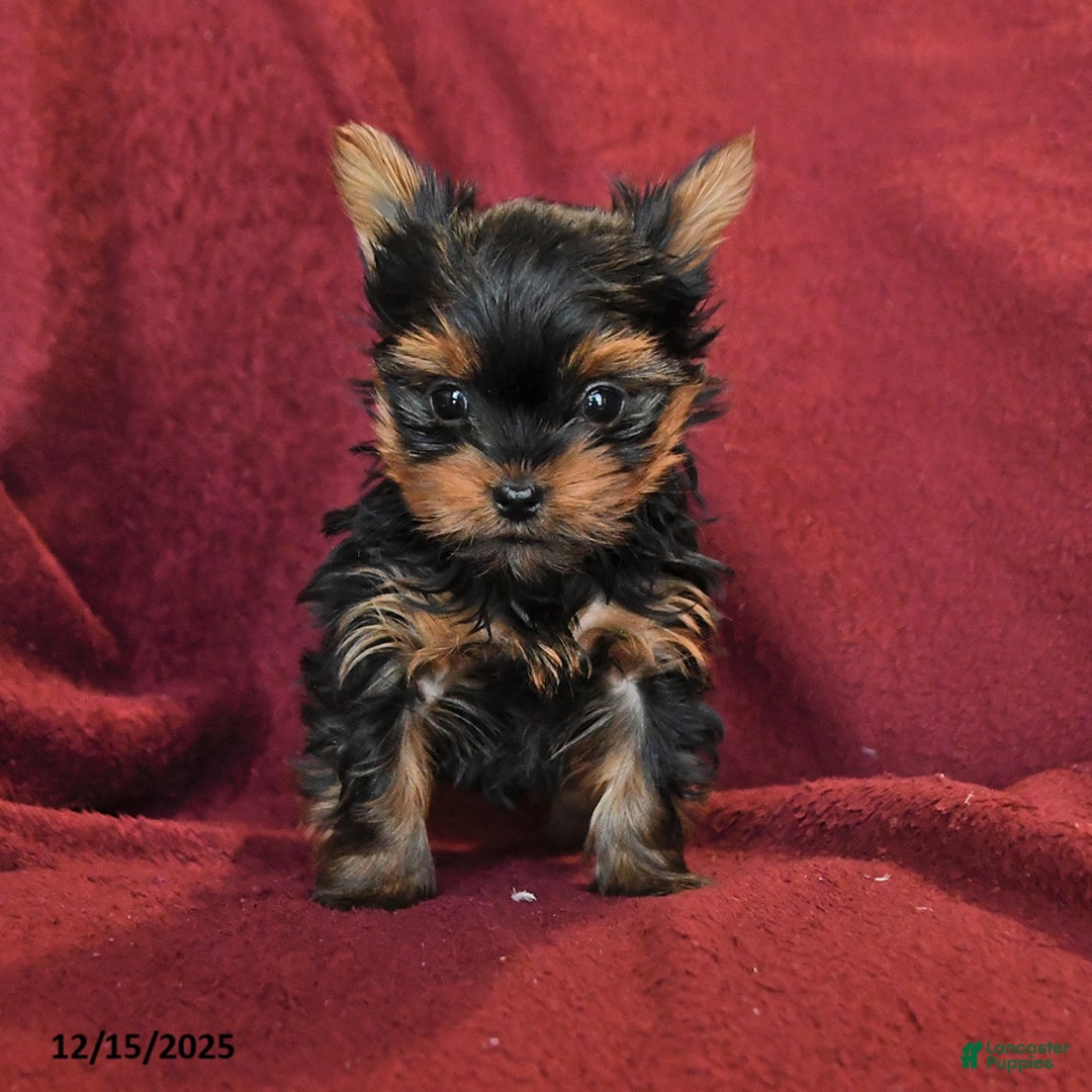 Yorkshire Terrier dogs for sale: Jake - Ad 5