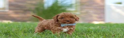 Cockapoo dogs for sale: Hunter - Ad 7