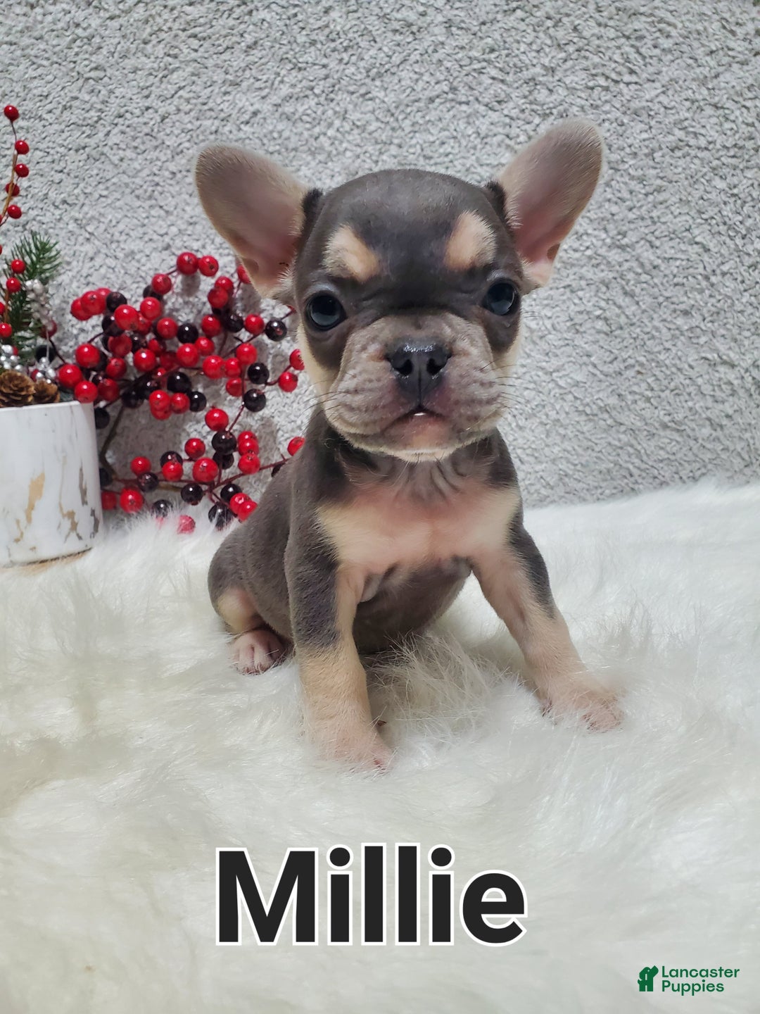 French Bulldog dogs for sale: Millie - Ad 3