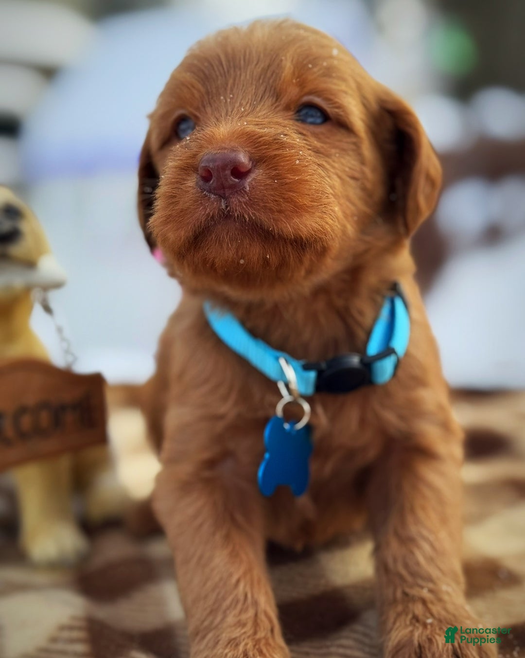 Labradoodle dogs for sale: Labradoodle Puppy 1 - Ad 21