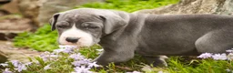 Great Dane dogs for sale: Hope - Ad 5