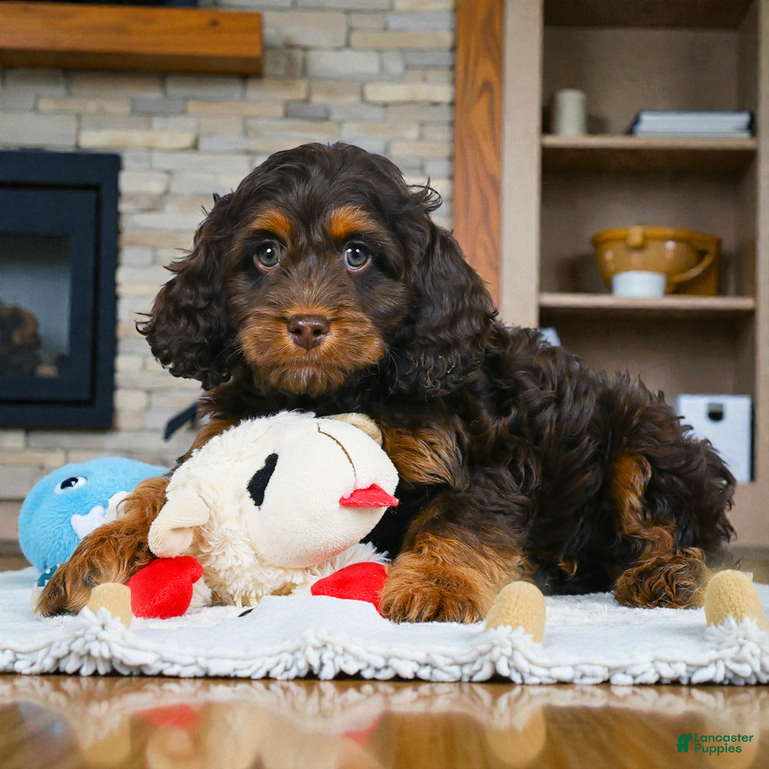 Cockapoo dogs for sale: milo - Ad 4