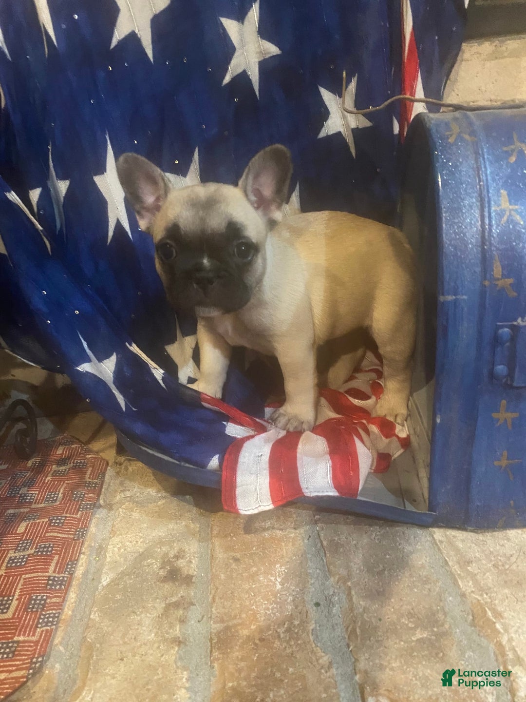 Gallery Image {{count}}