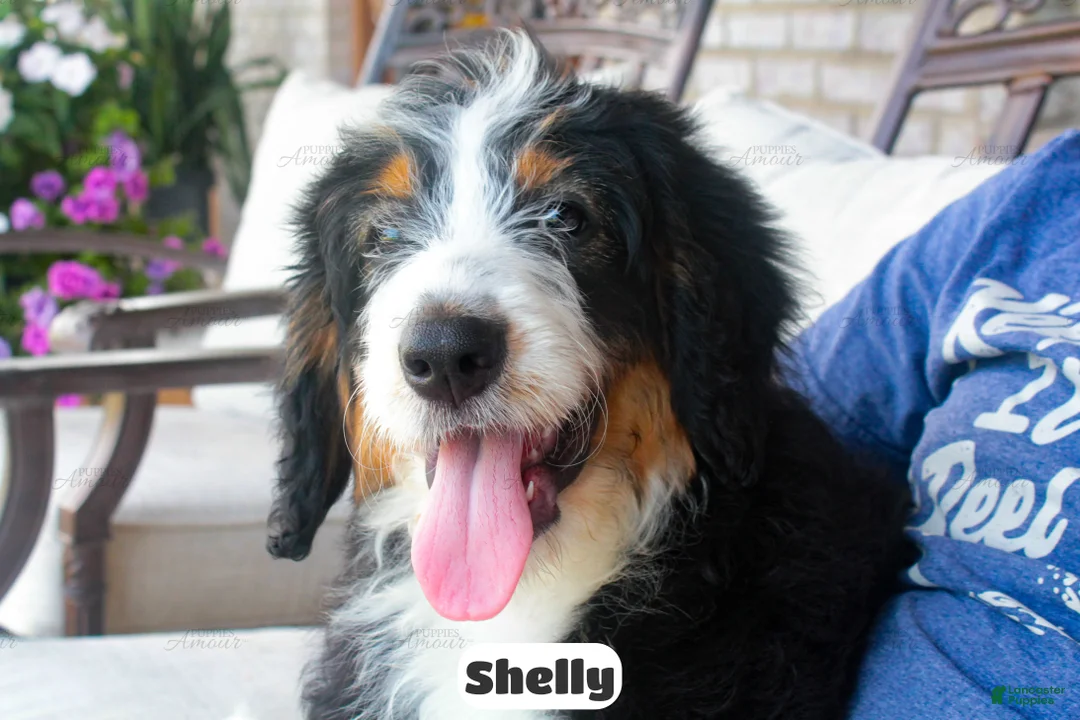 Bernedoodle dogs for sale: Shelly - Ad 1