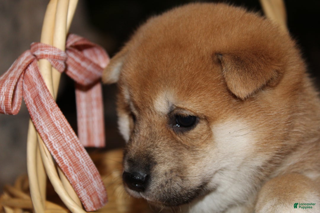 Shiba Inu dogs for sale: Tanner - Ad 2