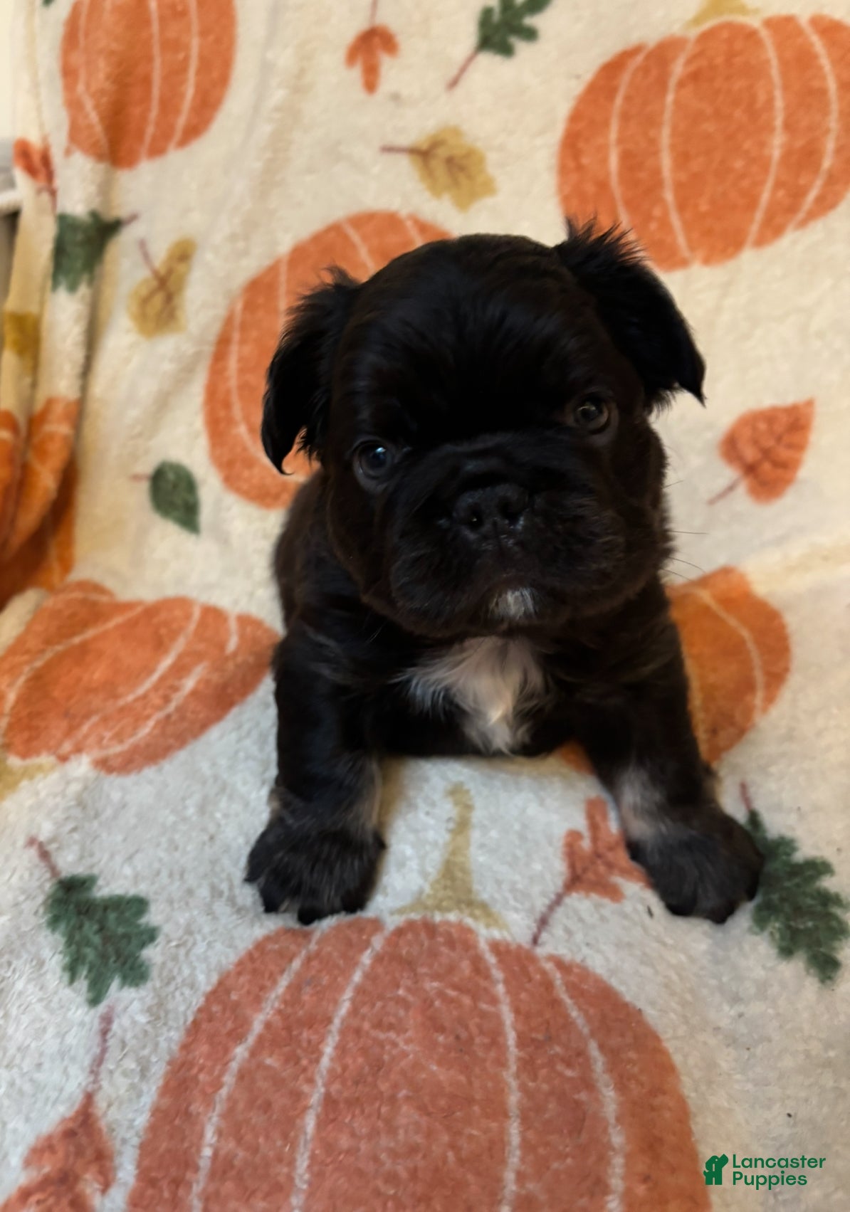 French Bulldog dogs French Bulldog Puppy 2 - Ad 14