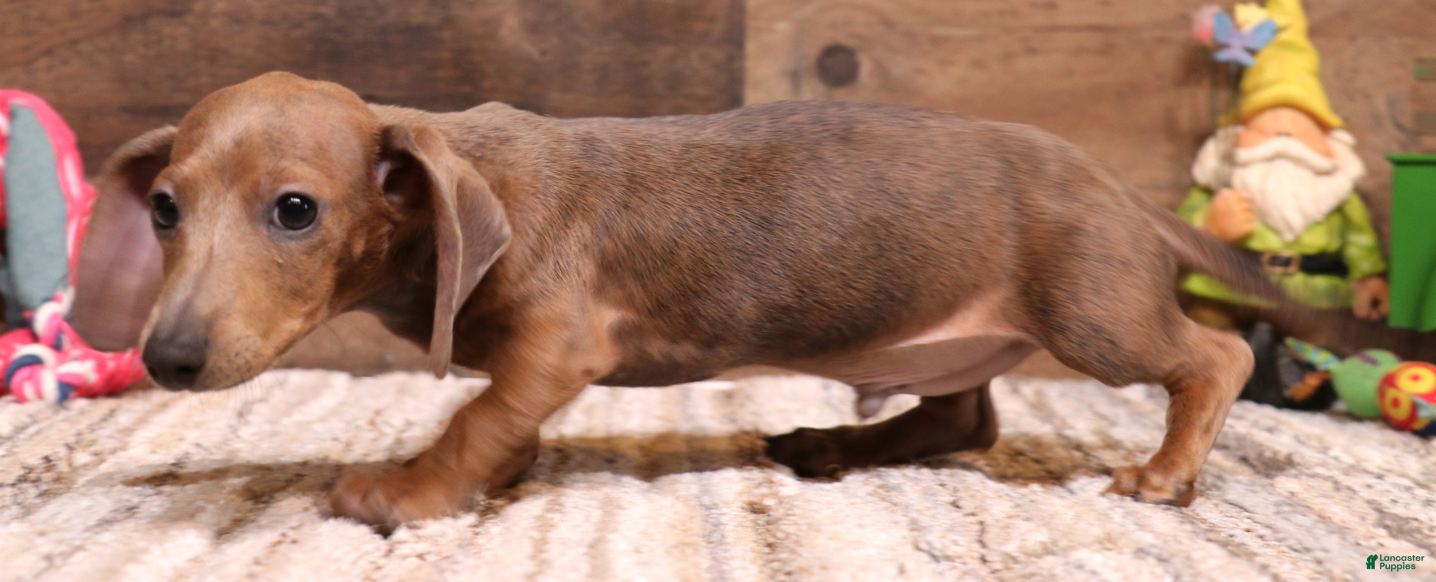 Miniature Dachshund dogs Shaggy smooth male - Ad 3