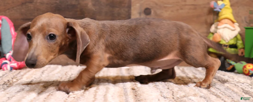 Miniature Dachshund dogs for sale: Shaggy smooth male - Ad 1