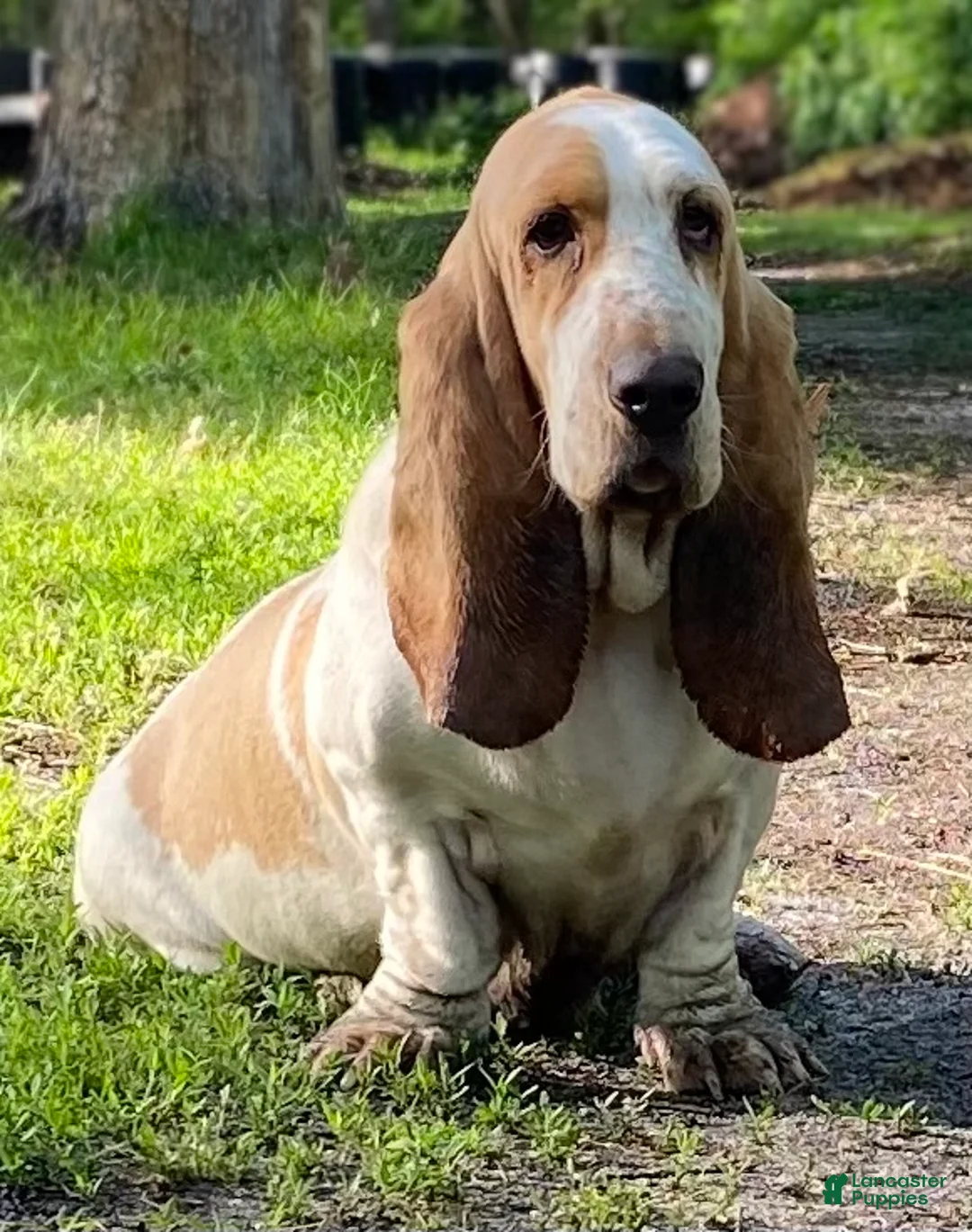 Basset Hound dogs for sale: Teddy - Ad 5