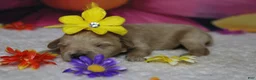 Schnoodle dogs for sale: Champaign  - Ad 3