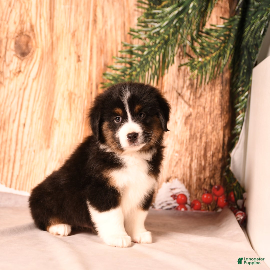 Miniature Australian Shepherd dogs for sale: Rudolph - Ad 1