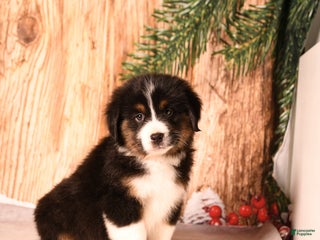 Miniature Australian Shepherd dogs Rudolph - Ad 24