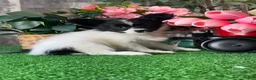 Papillon dogs for sale: Racer - Ad 3