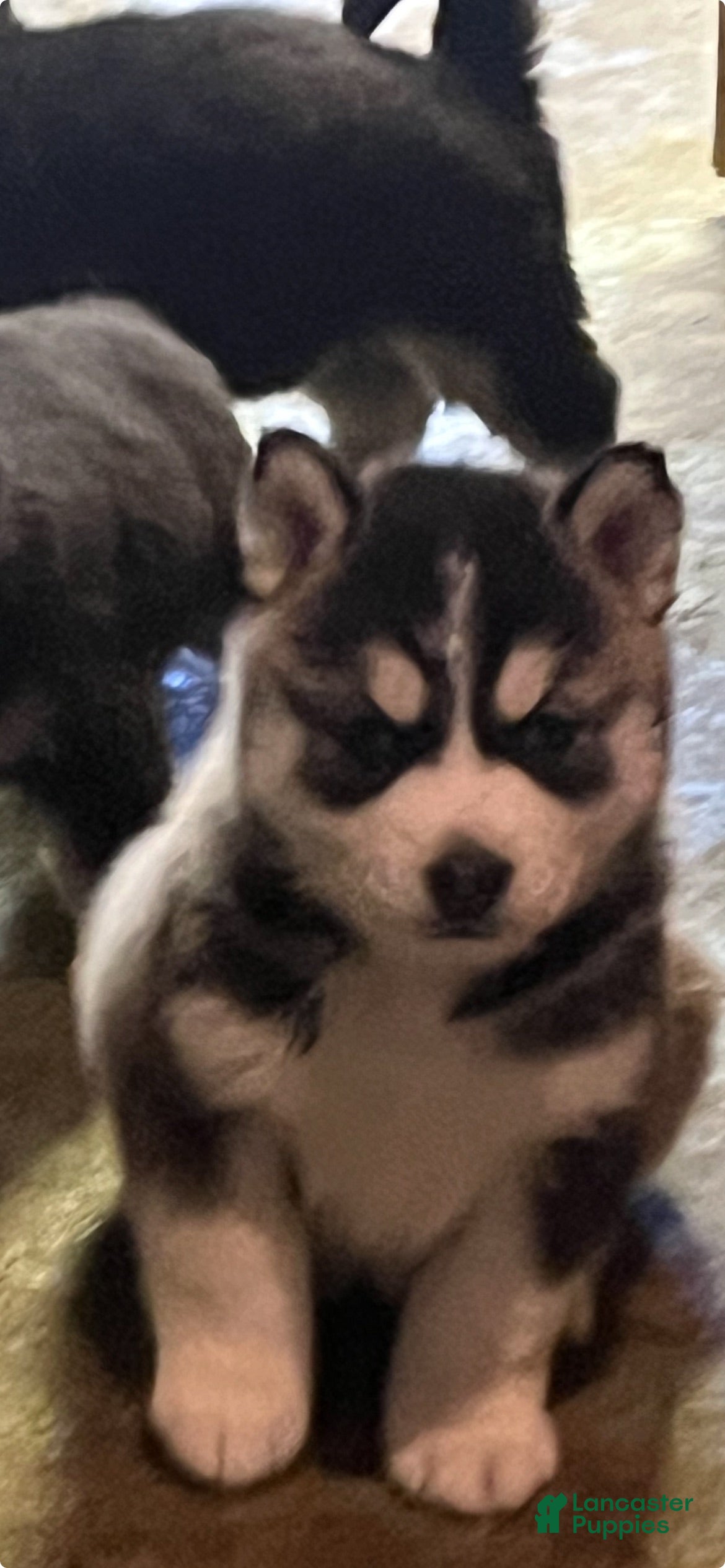 Siberian Husky dogs Siberian Husky Puppy 2 - Ad 1
