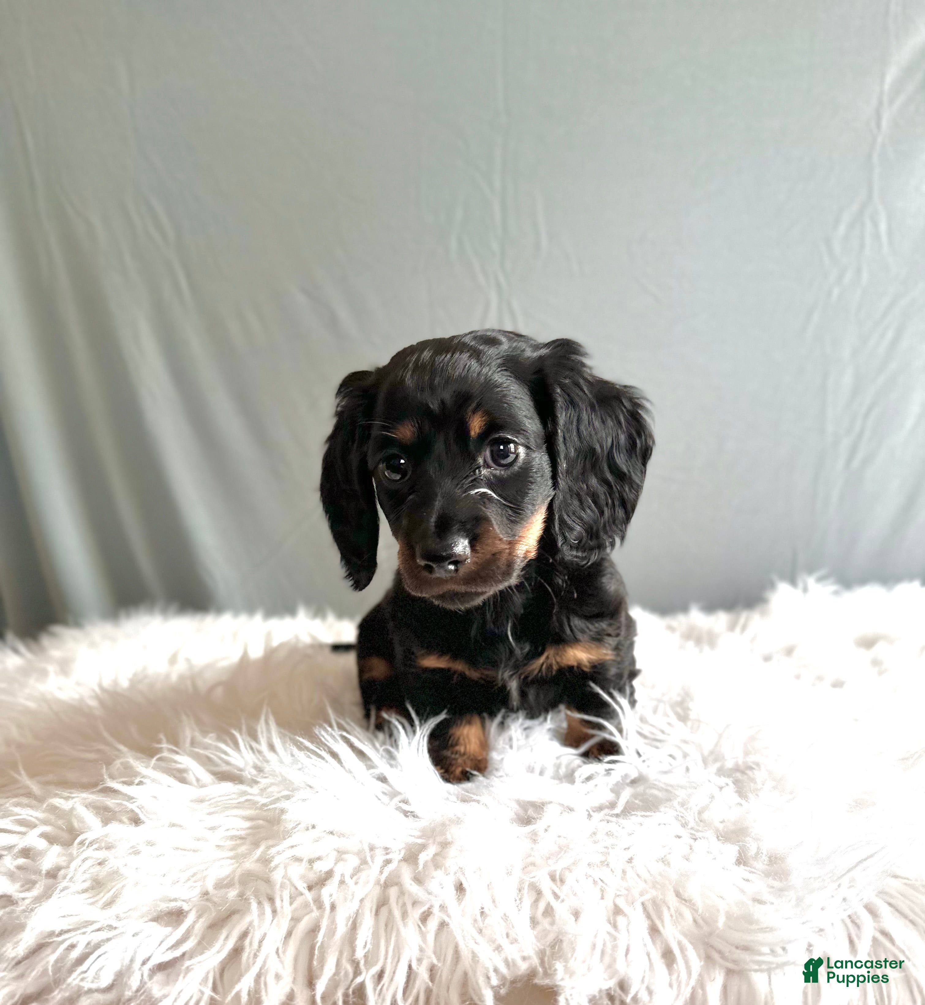 Miniature Dachshund dogs Oscar - Ad 2