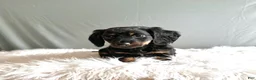 Miniature Dachshund dogs for sale: Oscar - Ad 2