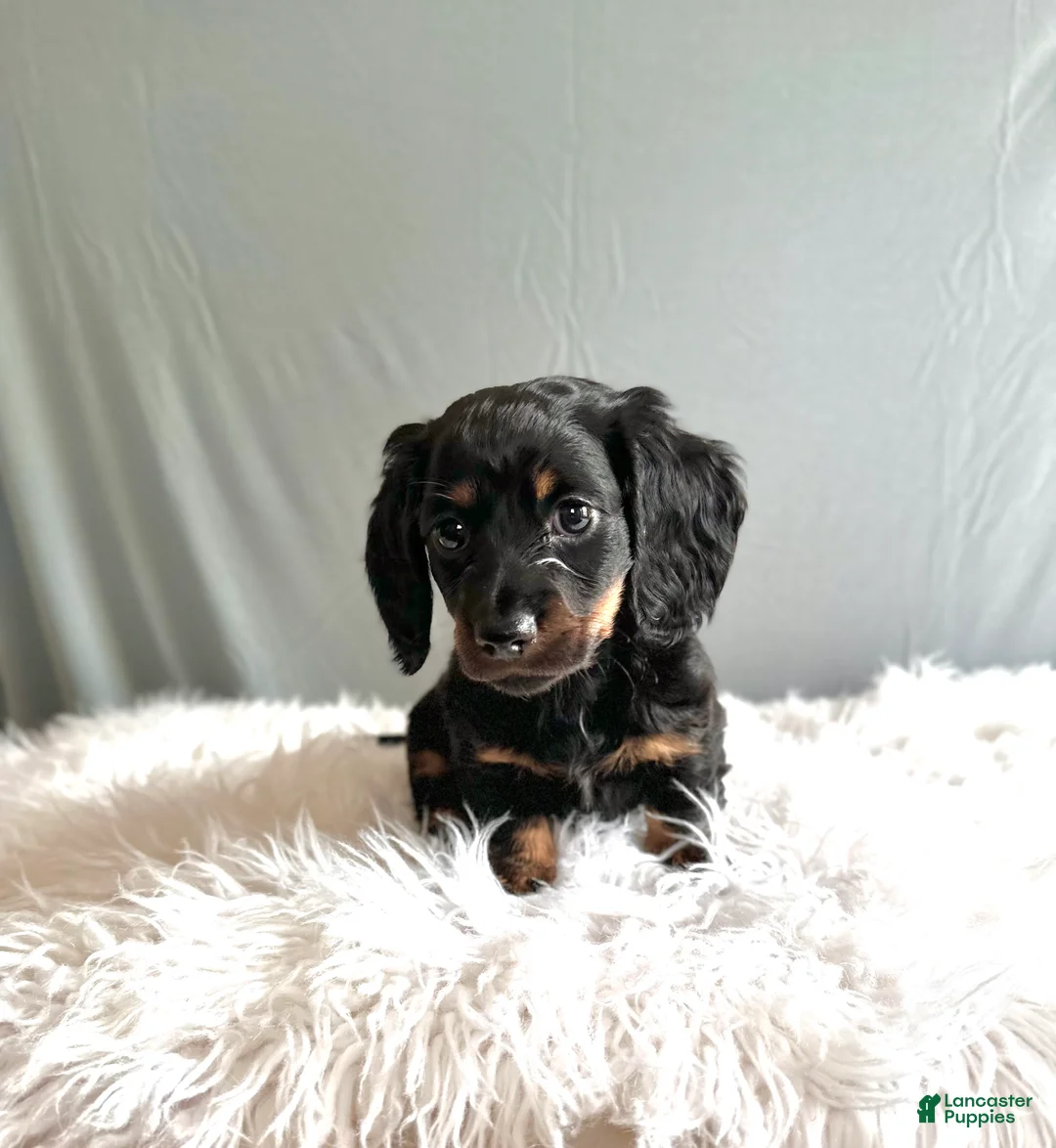 Miniature Dachshund dogs for sale: Oscar - Ad 2
