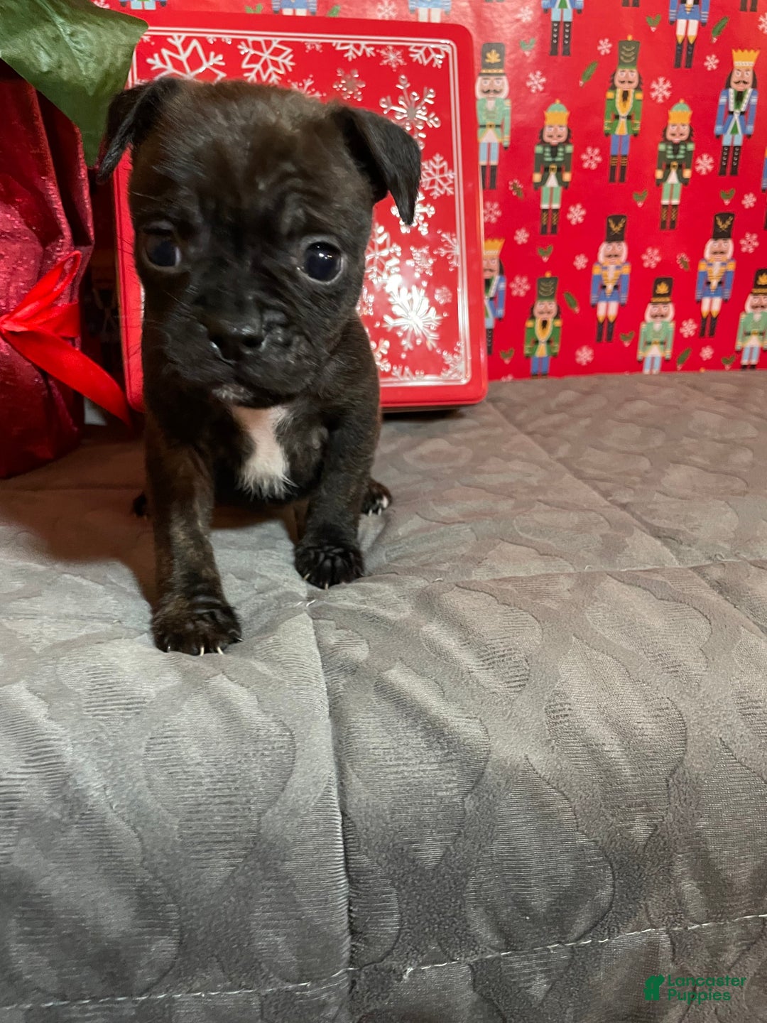 Mixed Breed dogs for sale: Hershey - Ad 1