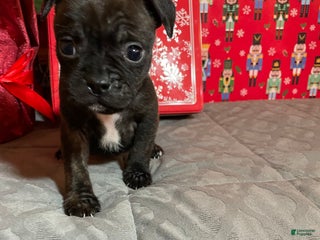 Mixed Breed dogs Hershey - Ad 17