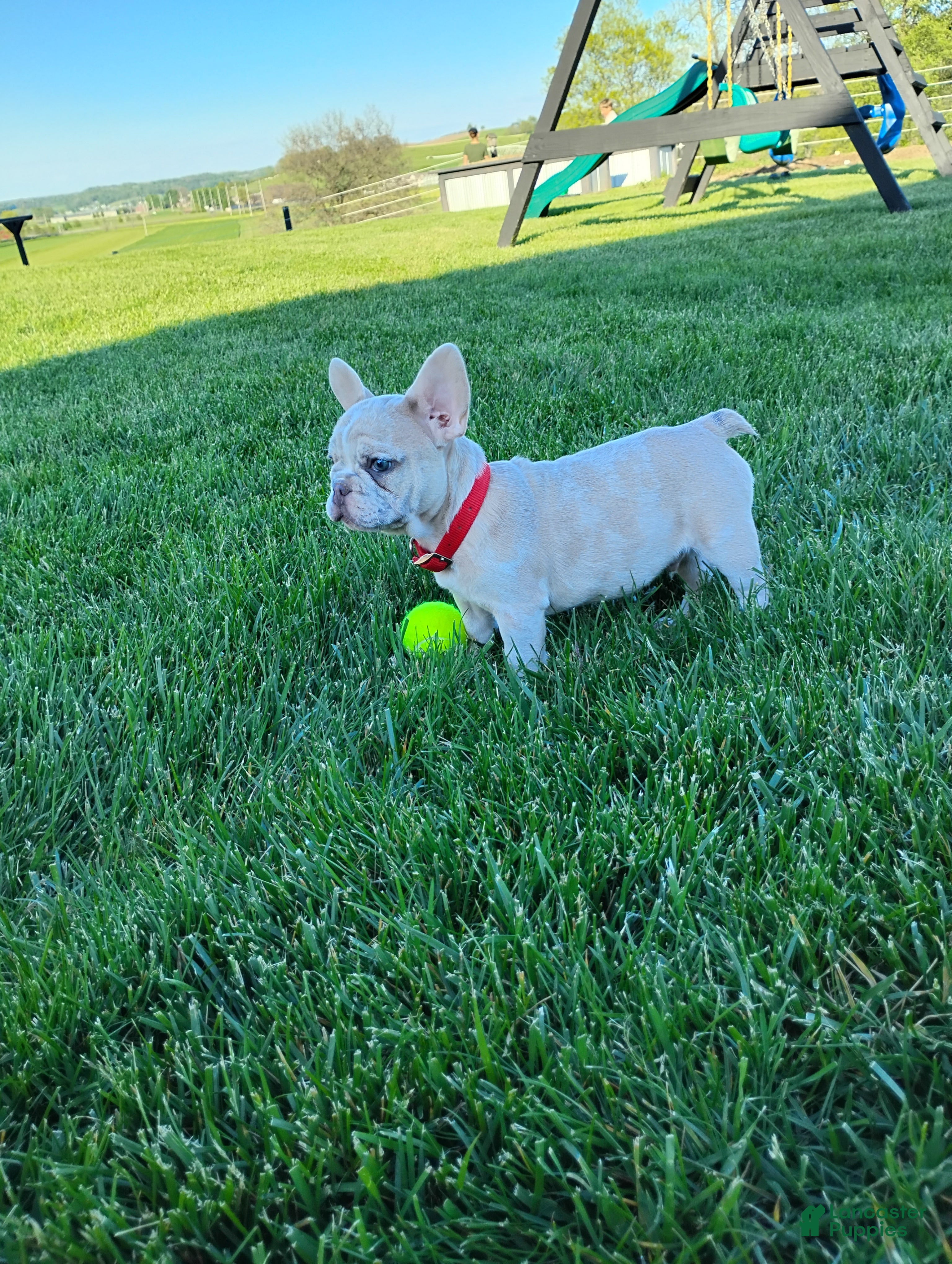 French Bulldog dogs Gunner  - Ad 2