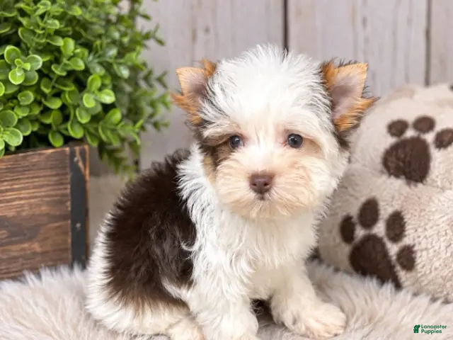 Yorkshire Terrier dogs Jack - Ad 1