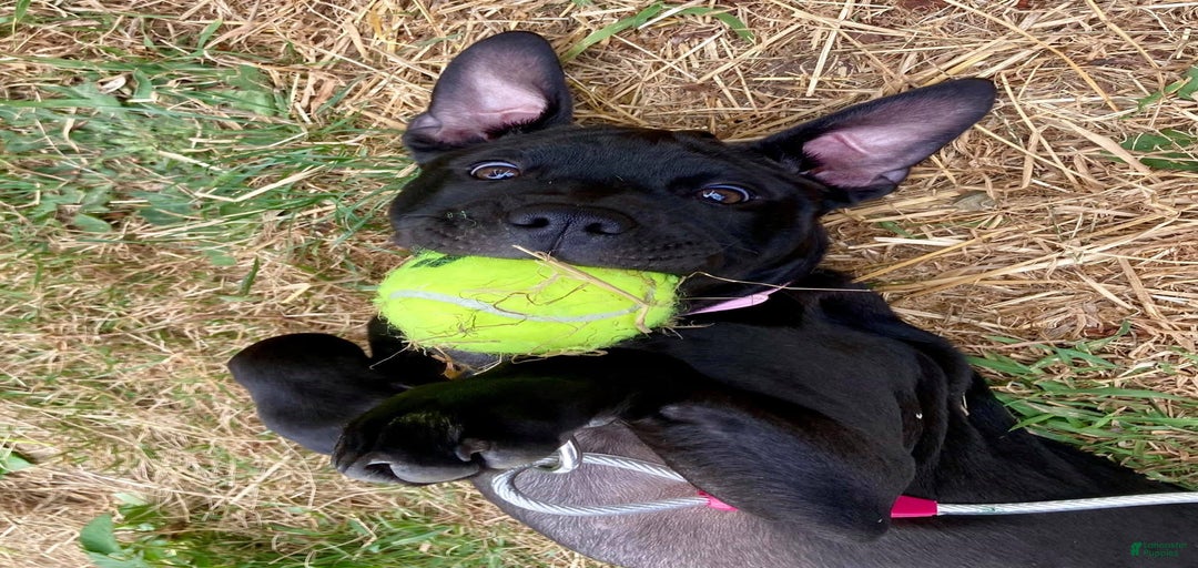 Gallery Image {{count}}