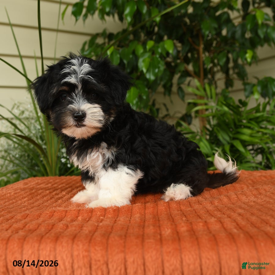 Malshi dogs Molly - Ad 2
