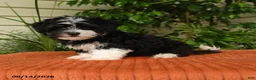 Malshi dogs for sale: Molly - Ad 2