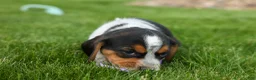 Beagle dogs for sale:  Charlie 🐶✨ - Ad 14