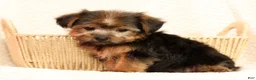 Yorkshire Terrier dogs for sale: Mia - Ad 9