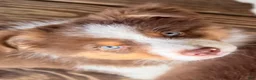 Australian Shepherd dogs for sale: AKC 7 Reba "Runt" - Ad 1