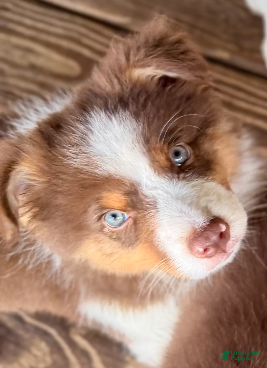 Australian Shepherd dogs for sale: AKC 7 Reba "Runt" - Ad 1