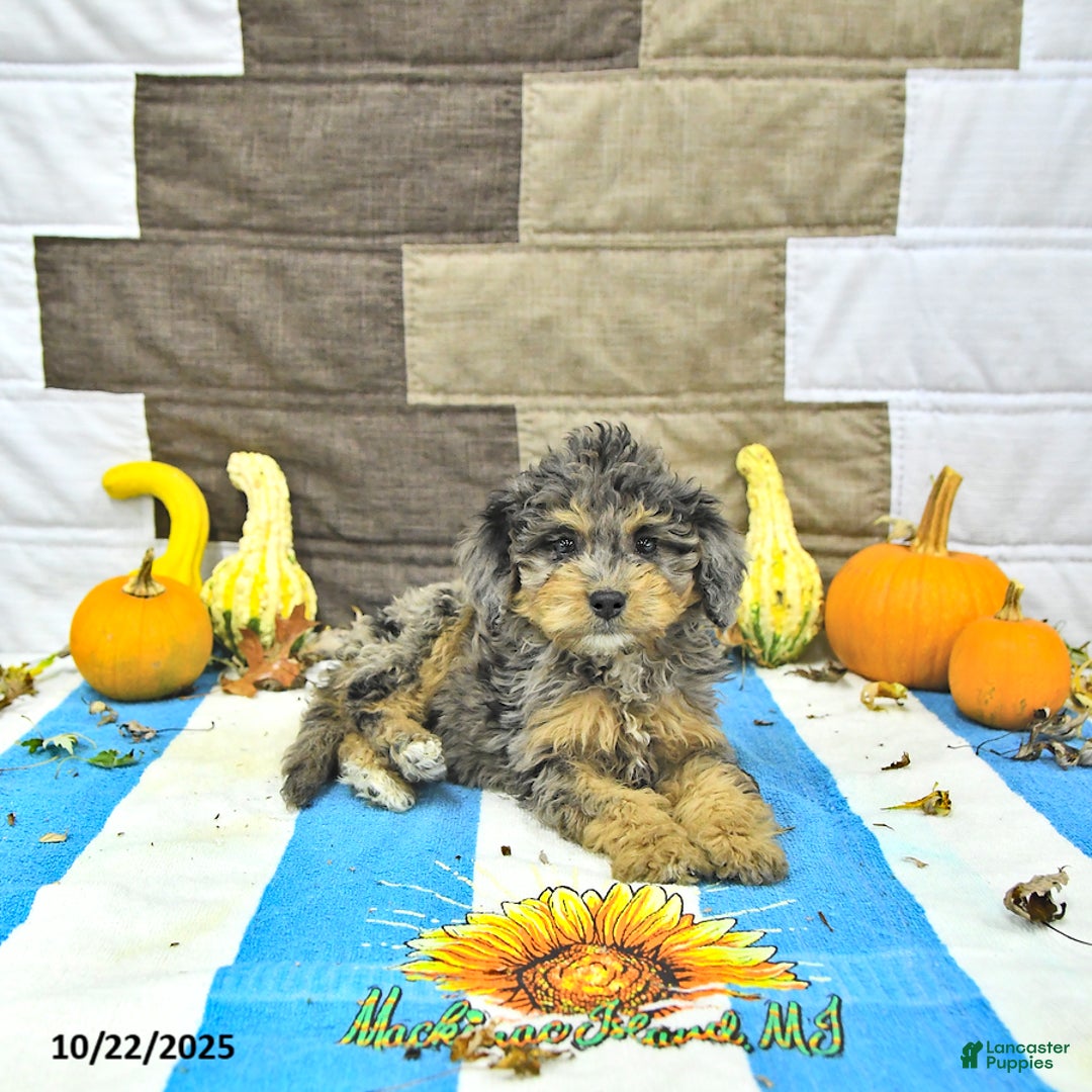 Mini Bernedoodle dogs for sale: Daisy - Ad 1