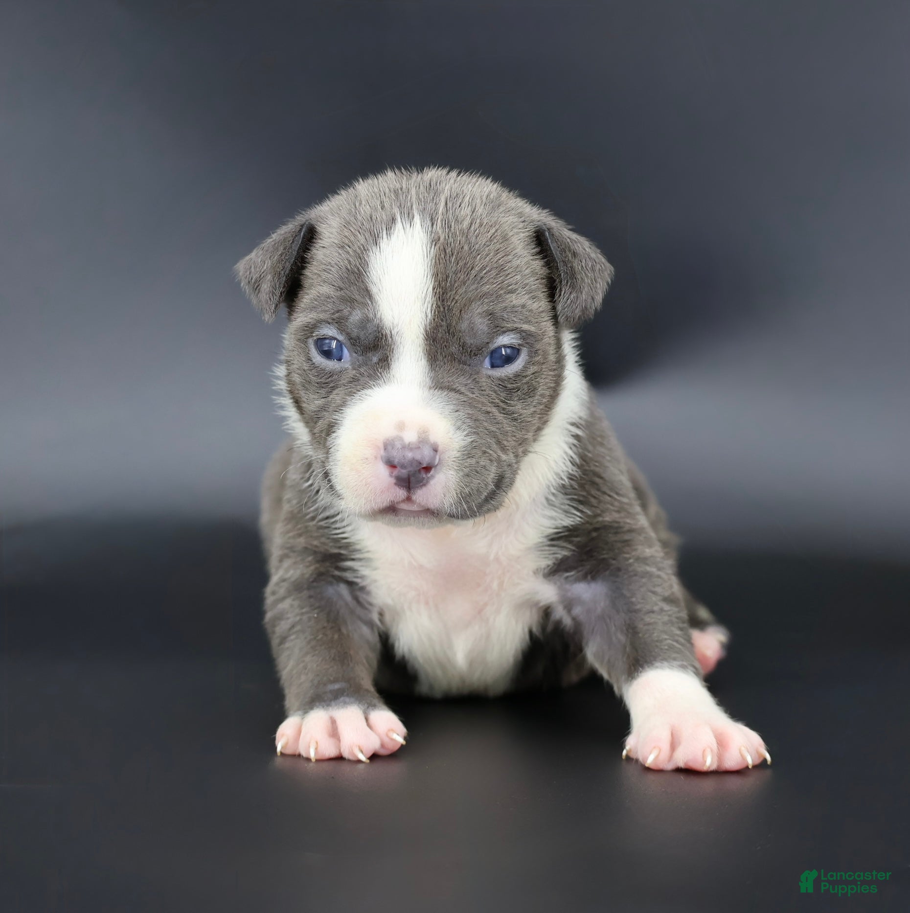 American Bully dogs Velvet - Ad 37