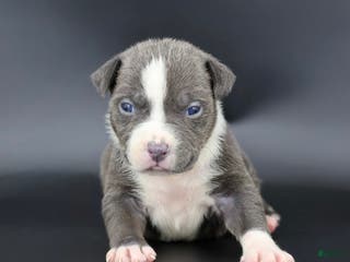 American Bully dogs Velvet - Ad 7